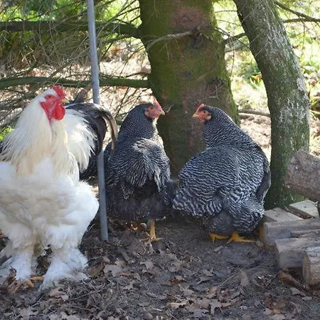 Lägenhet Het Achterhuis Siebengewald